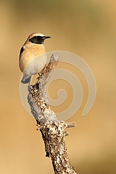 Oenanthe hispanica - La collalba rubia, es una especie de ave paseriforme de la familia Muscicapidae.