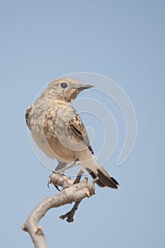 Oenanthe hispanica - La collalba rubia, es una especie de ave paseriforme de la familia Muscicapidae.