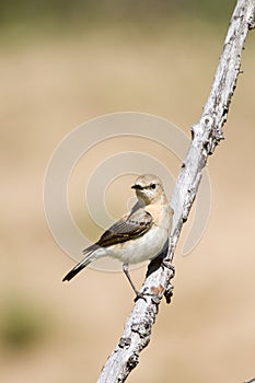 Oenanthe hispanica - La collalba rubia, es una especie de ave paseriforme de la familia Muscicapidae.