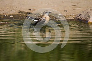 Oenanthe hispanica - La collalba rubia, es una especie de ave paseriforme de la familia Muscicapidae.