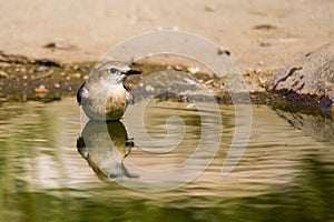 Oenanthe hispanica - La collalba rubia, es una especie de ave paseriforme de la familia Muscicapidae.