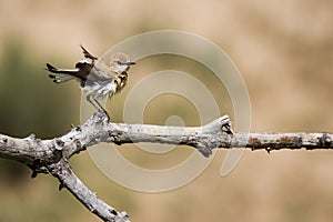 Oenanthe hispanica - La collalba rubia, es una especie de ave paseriforme de la familia Muscicapidae.