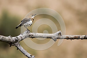 Oenanthe hispanica - La collalba rubia, es una especie de ave paseriforme de la familia Muscicapidae.