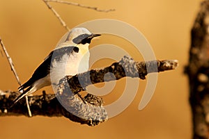 Oenanthe hispanica - La collalba rubia, es una especie de ave paseriforme de la familia Muscicapidae.