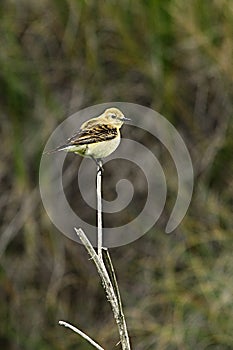 Oenanthe hispanica - La collalba rubia, es una especie de ave paseriforme de la familia Muscicapidae.