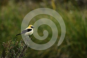 Oenanthe hispanica - La collalba rubia, es una especie de ave paseriforme de la familia Muscicapidae.