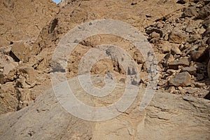 Oenanthe melanura bird on a rock. The blackstart, Oenanthe melanura, is a chat found in desert regions. Dahab, Egypt