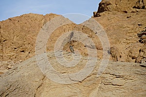 Oenanthe melanura bird on a rock. The blackstart, Oenanthe melanura, is a chat found in desert regions. Dahab, Egypt