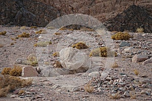 Oenanthe monacha bird on a stone. The hooded wheatear, Oenanthe monacha, is a wheatear, a small insectivorous passerine.