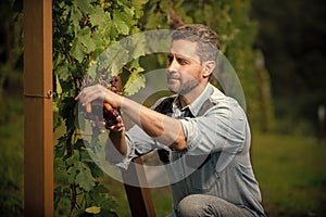 oenologist cut grapes with gardening scissors, farming