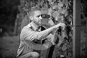 oenologist cut grapes with gardening scissors, farming