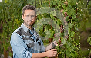 oenologist cutting grapevine with garden scissors, gardening