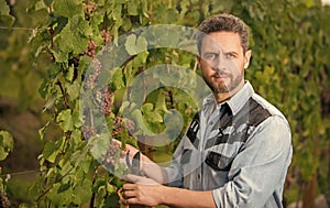 oenologist cutting grapevine with garden scissors, gardening