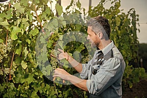 oenologist cutting grapevine with garden scissors, vineyard