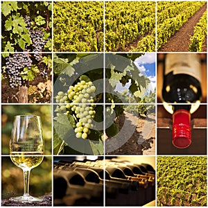 Oenology and wine collage