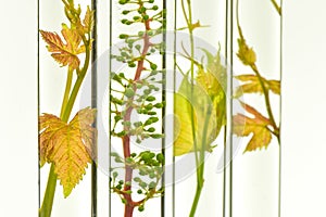 Oenology, young vine shoots in red test tubes, Research Laborato