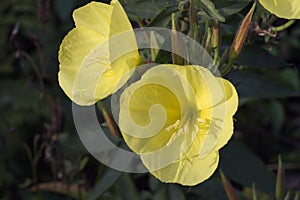 Oenothera