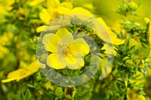 Oenothera photo