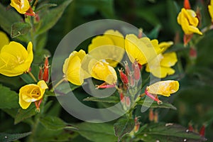 Oenothera