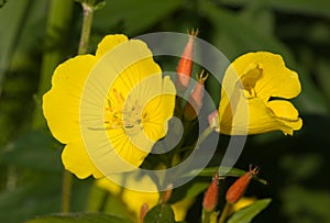 Oenothera biennis