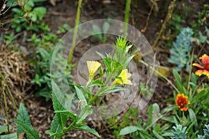 Oenothera biennis blooms in August. Berlin, Germany