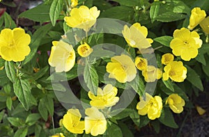 Oenothera biennis blooms in the garden photo