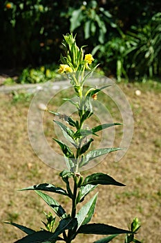 Oenothera biennis blooms in July. Berlin, Germany