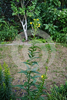 Oenothera biennis blooms in July. Berlin, Germany