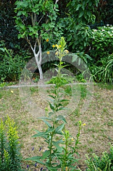 Oenothera biennis blooms in July. Berlin, Germany