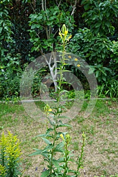 Oenothera biennis blooms in July. Berlin, Germany