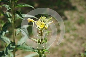 Oenothera biennis blooms in July. Berlin, Germany