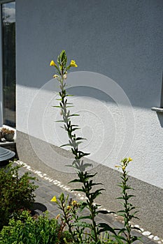 Oenothera biennis blooms in July. Berlin, Germany