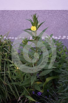 Oenothera biennis blooms in June. Berlin, Germany