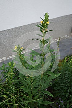 Oenothera biennis blooms in June. Berlin, Germany