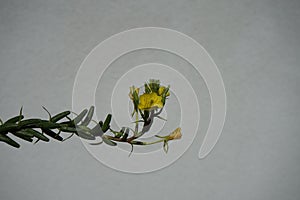 Oenothera biennis blooms in September. Berlin, Germany