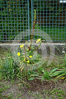 Oenothera biennis blooms in September. Berlin, Germany