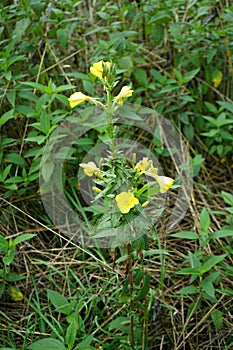 Oenothera biennis blooms in September. Berlin, Germany