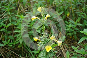 Oenothera biennis blooms in September. Berlin, Germany