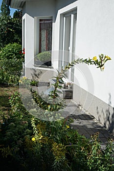 Oenothera biennis blooms in September. Berlin, Germany