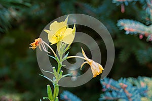 Oenothera biennis photo