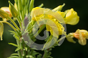 Oenothera biennis,  common evening-primrose, evening star  yellow flowers selctive focus