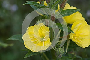 Oenothera biennis,  common evening-primrose yellow flowers closeup selctive focus