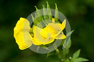 Oenothera biennis,  common evening-primrose yellow flowers closeup selctive focus