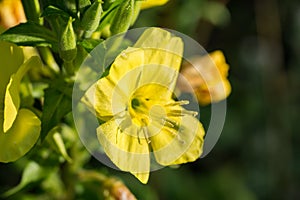 Oenothera biennis, common evening-primrose yellow flowers closeup selective focus