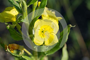 Oenothera biennis, common evening-primrose yellow flowers closeup selective focus