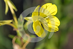 Oenothera biennis, common evening-primrose yellow flowers closeup selective focus