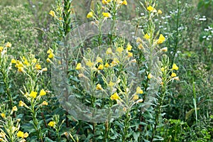 Oenothera biennis, common evening-primrose yellow flowers closeup selective focus photo