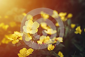 oenothera biennis or donkey or evening primrose yellow flower bush in full bloom on a background of green leaves and grass in the