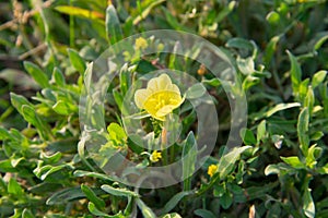 Oenothera biennis