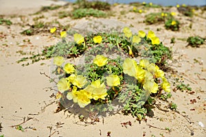 Roman aqueduct beach, evening primrose flower. Israel